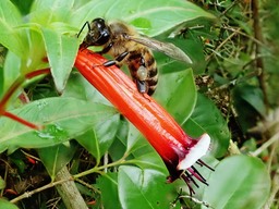 l'abeille recolte le nectar en profitant de l' effraction faite par un oiseau vert ou une mou che charbon. Pas de pollinisation. Elle a tout de même ses corbeilles pleines de pollen.