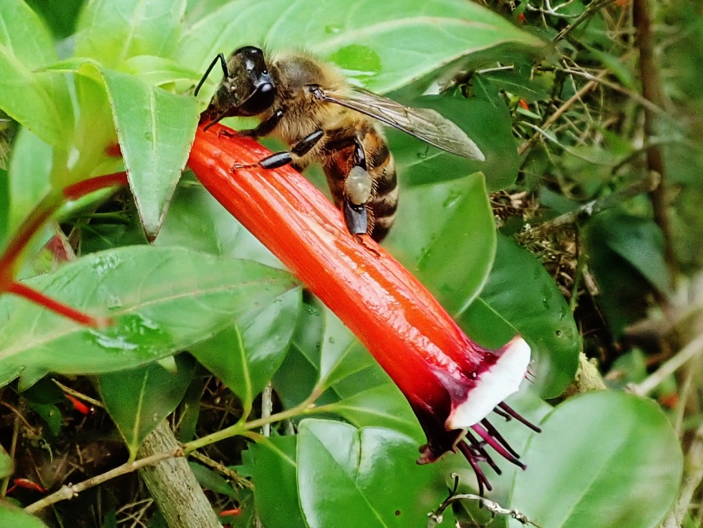 l'abeille recolte le nectar en profitant de l' effraction faite par un oiseau vert ou une mou che charbon. Pas de pollinisation. Elle a tout de même ses corbeilles pleines de pollen.