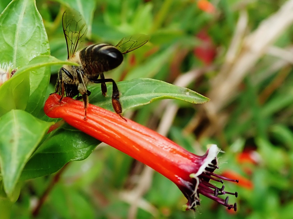 L'abeille recolte le nectar en prof itant de l'effraction commise par un oiseau vert ou une mouche charbon.  Elle ne pollinise pas la fleur.
