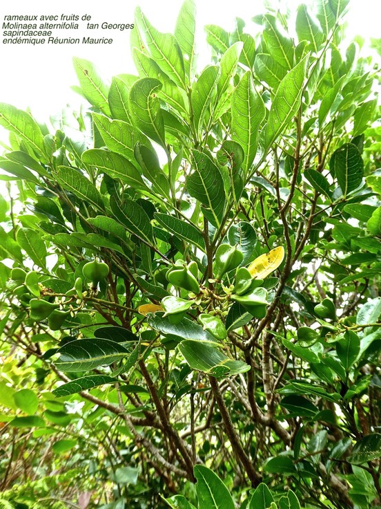 Molinaea alternifolia .Tan Georges . sapindaceae. endémique Réunion Maurice.P1680253