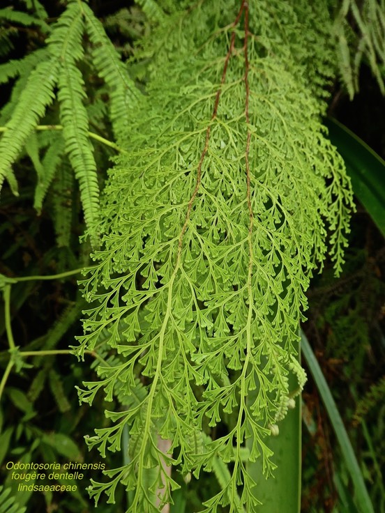 Odontosoria chinensis.fougère dentelle. lindsaeaceae . indigène Réunion P1680083