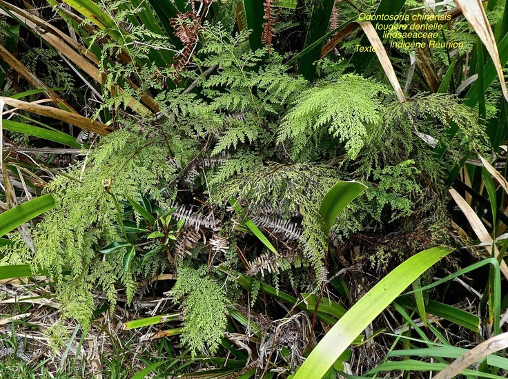 Odontosoria chinensis.(Sphenomeris chinensis)fougère dentelle. lindsaeaceae. indigène Réunion .P1680216