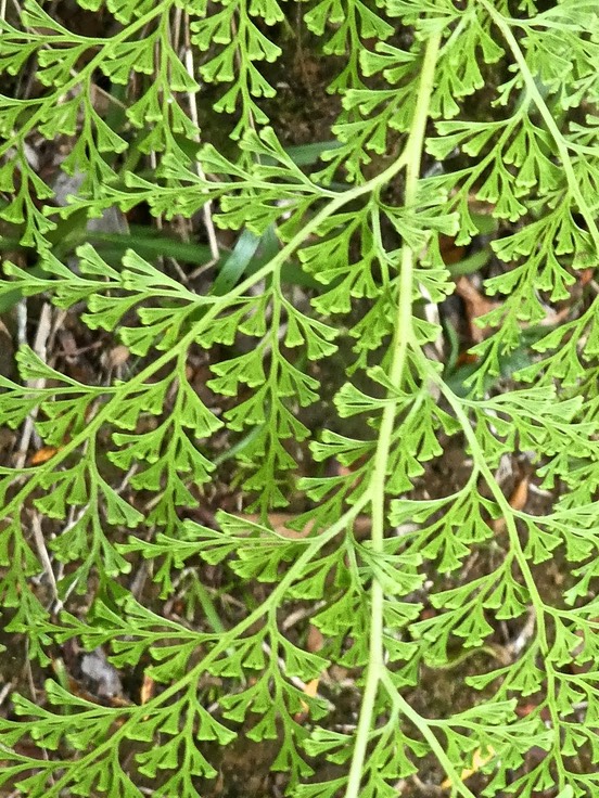 Odontosoria (sphenomeris) chinensis. fougère dentelle .lindsaeaceae .indigène Réunion .P1680213