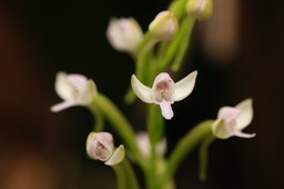 orchidée Cynorkis rosellata (La Crête)_2