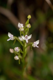 orchidée Cynorkis rosellata (La Crête)_1