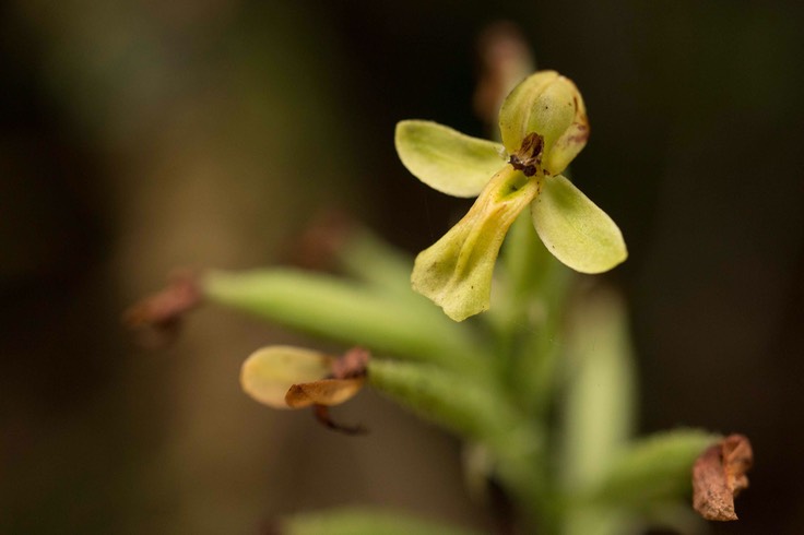 orchidée Habenaria citrina (La Crête)