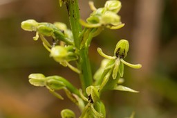 orchidée Habenaria praealta (La Crête)_2