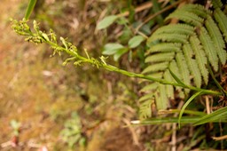 orchidée Habenaria praealta (La Crête)_1