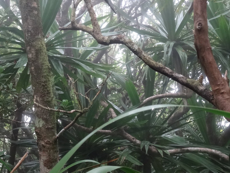 Pandanus purpurascens - Pimpin des hauts - PANDANACEAE - Endémique Réunion 