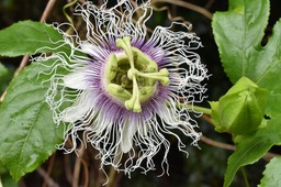 Passiflora edulis - Fruit de la passion - PASSIFLORACEAE - EE 