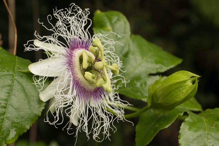 Passiflore (Passiflora edulis)