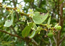 Phyllanthus phillyreifolius. bois de négresse. phyllanthaceae.endémique Réunion Maurice .P1680305