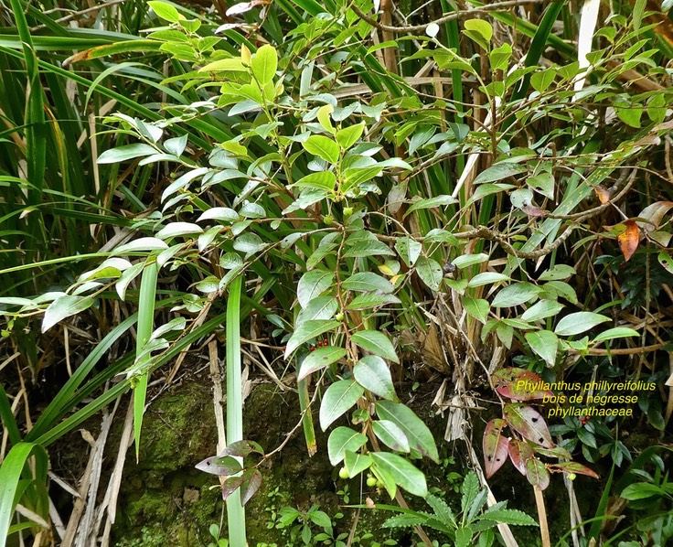 Phyllanthus phillyreifolius .bois de négresse .phyllanthaceae .endémique Réunion Maurice .P1680175