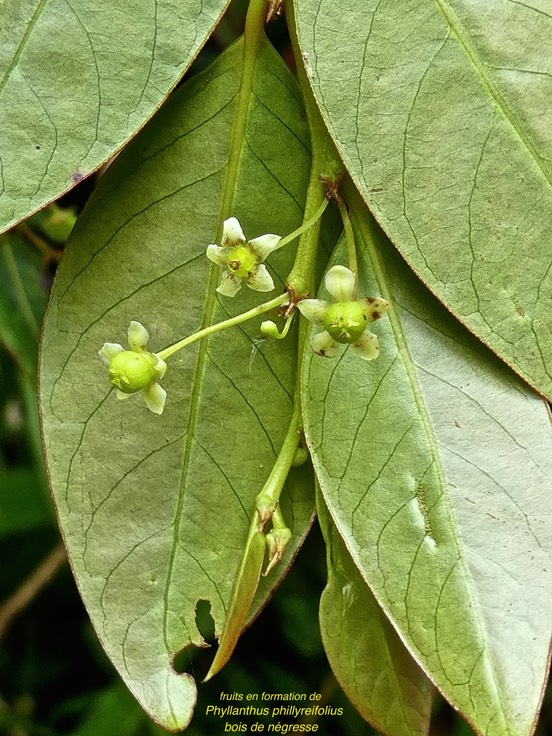 Phyllanthus phillyreifolius.bois de négresse .fruits en formation . phyllanthaceae.endémique Réunion Maurice .P1680157