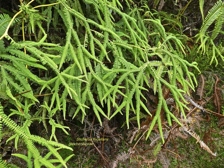 Sticherus flagellaris. gleicheniaceae. indigène RéunionP1680079