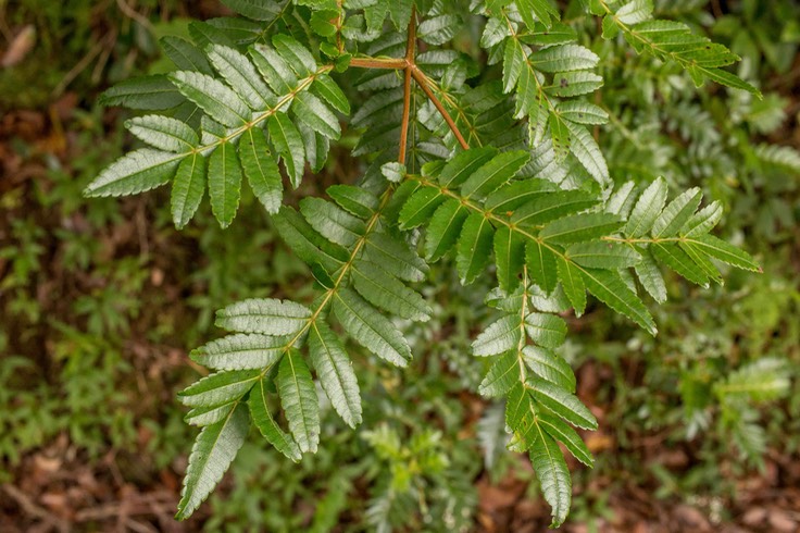 Tan rouge (Weinmannia tinctoria)
