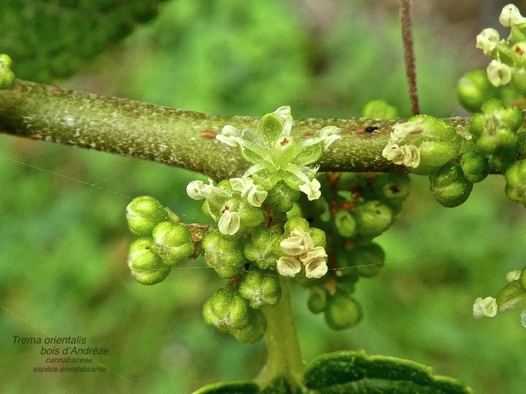 Trema orientalis .bois d'Andrèze .cannabaceae.espèce envahissante .P1680068