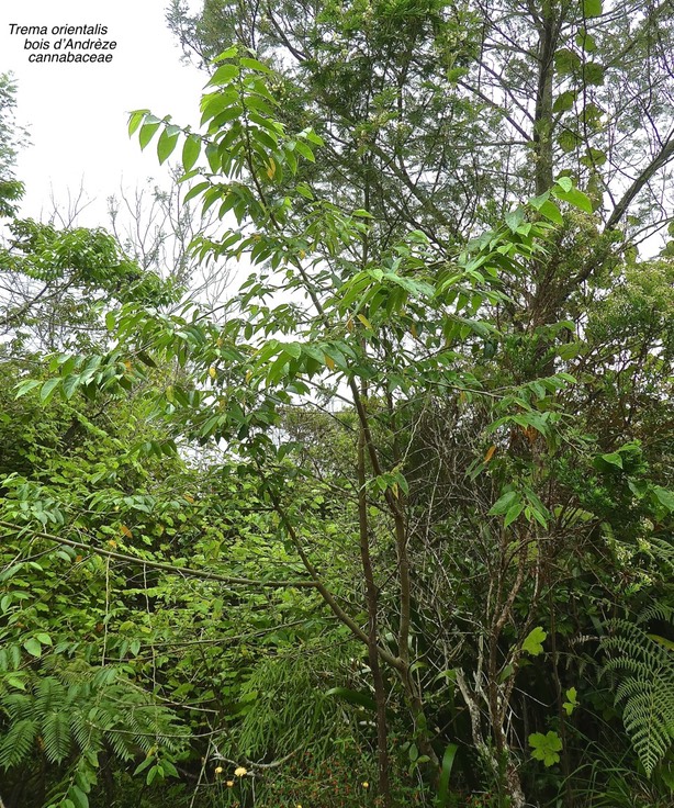 Trema orientalis .bois d'Andrèze .cannabaceae .espèce envahissante .P1680071