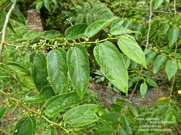 Trema orientalis .bois d'Andrèze cannabaceae . espèce envahissante .P1680067