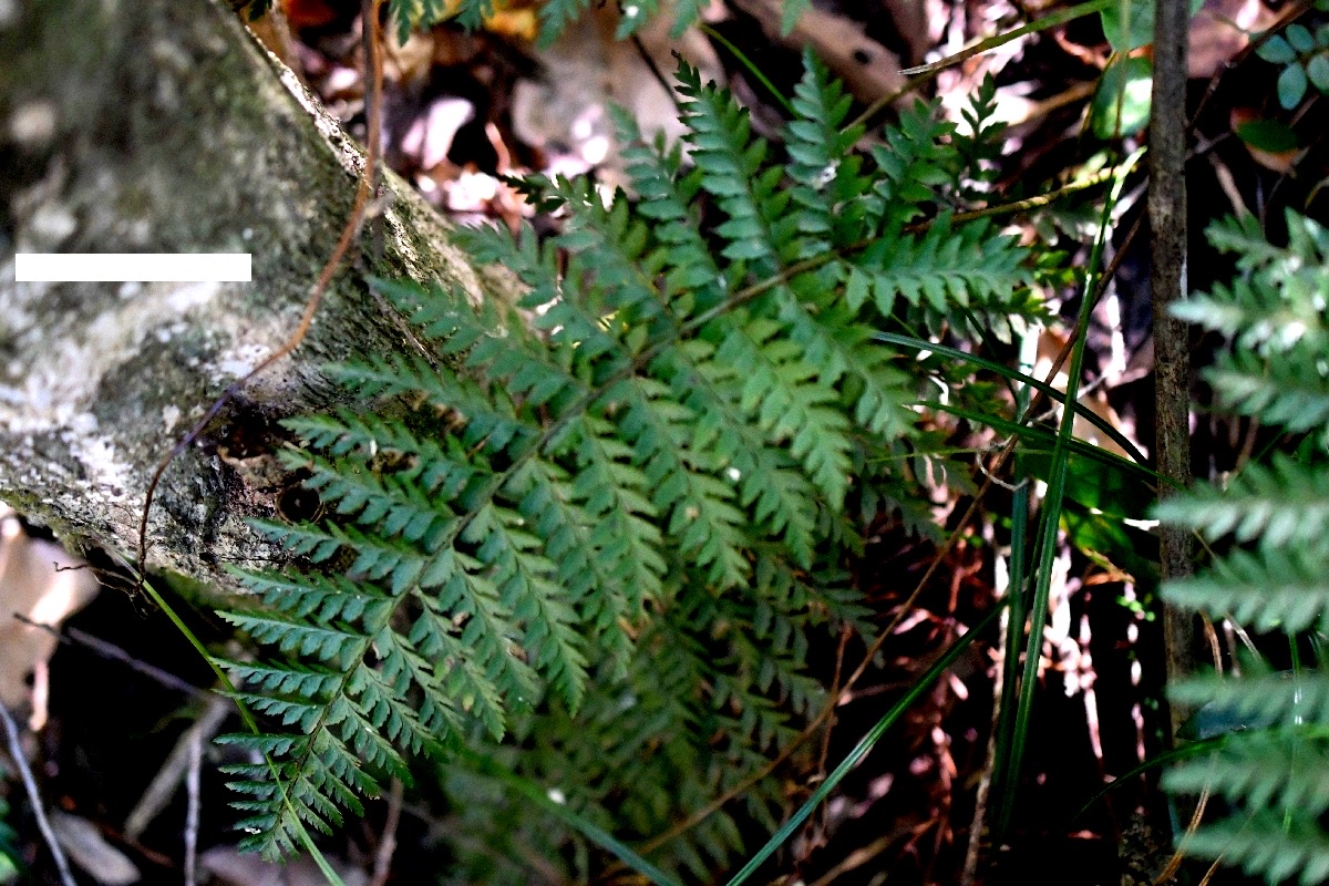 5740 Polystichum ammifolium Dryopteridaceae Endémique La Réunion, Maurice, Madagascar