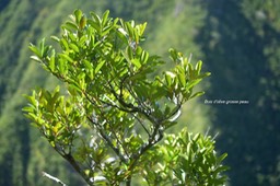 5744 Pleurostylia pachyphloea Bois d'olive grosse peau  Celastraceae Endémique La Réunion