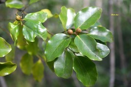 5800 Securinega durissima Bois dur Phyllanthaceae  indigène La Réunion