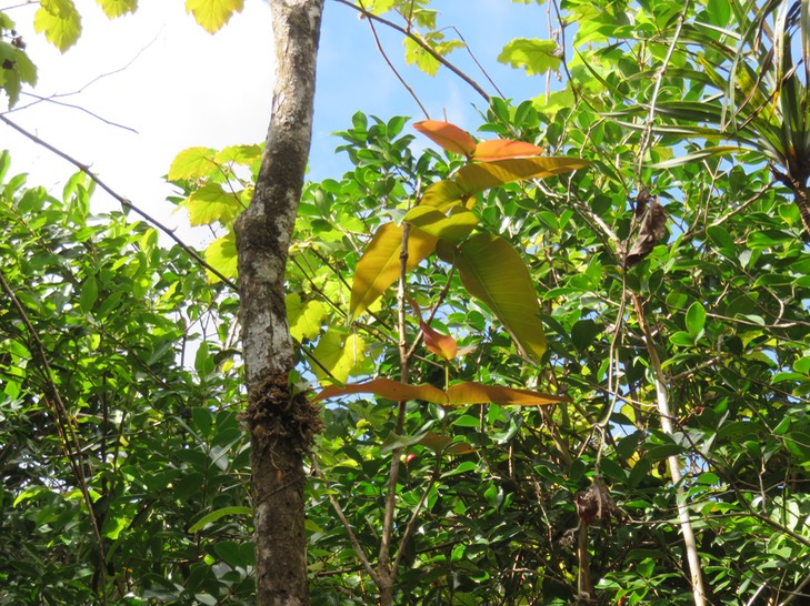 10 Syzygium cordemoyi - Bois de pomme à grandes feuilles - Myrtacée - B