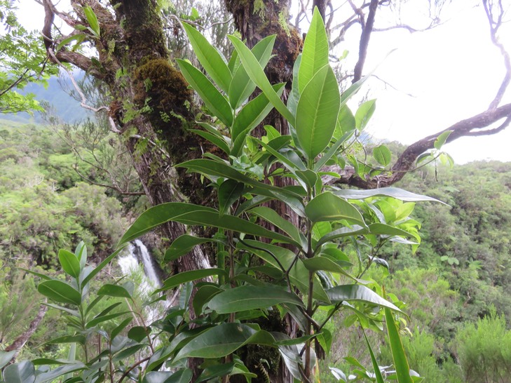 15 Melicope obscura - Bois de catafaille - Rutacée -