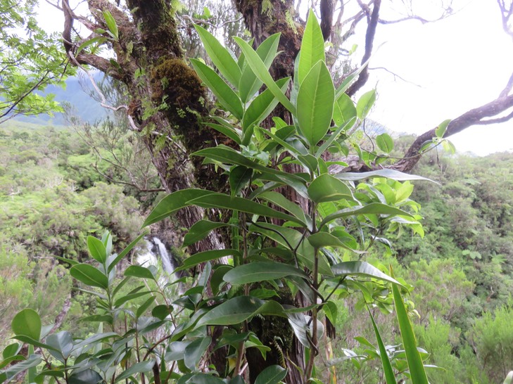 16  Melicope obscura - Bois de catafaille - Rutacée -