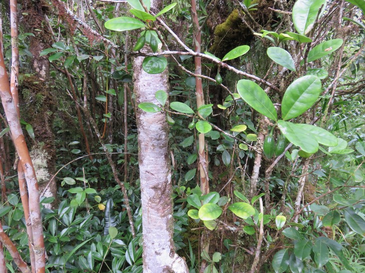 19 Fruits de Turraea cadetii - Bois de Quivi - Méliacée - B