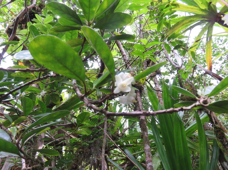 33 Fleurs de Turraea cadetii - Bois de Quivi - Méliacée - B