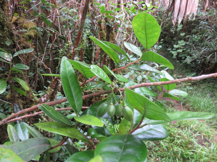 34 Fruits de Turraea cadetii - Bois de Quivi - Méliacée - B