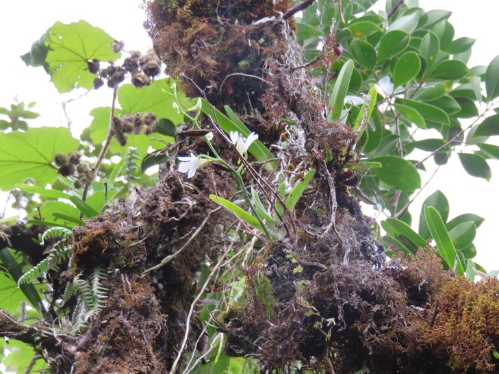 37 Beclardia macrostachya - Orchidée Muguet -  ORCHIDACEAE -i