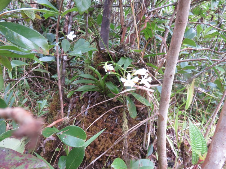39 Beclardia macrostachya - Orchidée Muguet -  ORCHIDACEAE -i