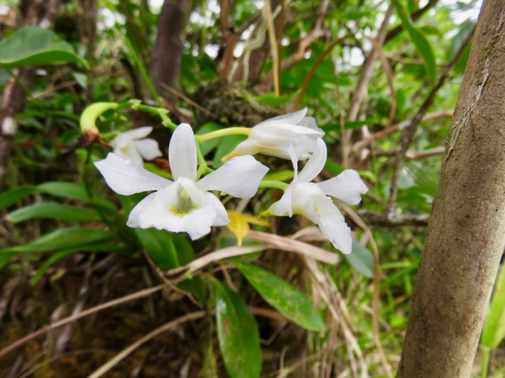 40 Beclardia macrostachya - Orchidée Muguet -  ORCHIDACEAE -i