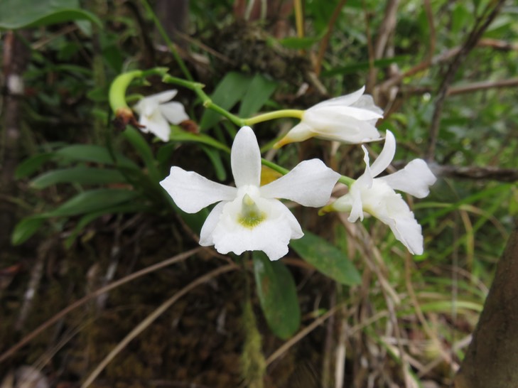 41 Beclardia macrostachya - Orchidée Muguet -  ORCHIDACEAE -i