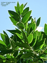 Agathis robusta . kauri . araucariaceae P1590105