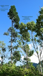 Agathis robusta (kauri ) et Magnolia champaca (champac) P1590108