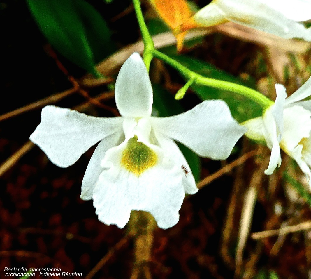 Beclardia macrostachia . orchidée“ muguet “orchidaceae .P1590612