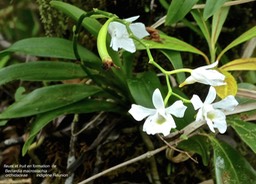 Beclardia macrostachia .orchidaceae .P1590607