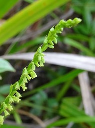 Benthamia spiralis - ORCHIDOIDEAE - Indigène Réunion