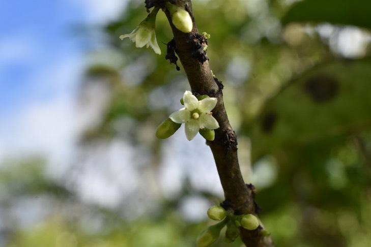 Bois de piment - Geniostoma borbonicum - LOGANIACEAE - Endémique Réunion, Maurice