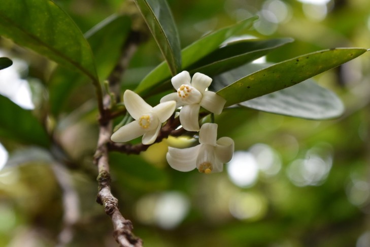 Bois de quivi (fleurs) - Turraea cadetii - MELIACEAE - Endémique réunion