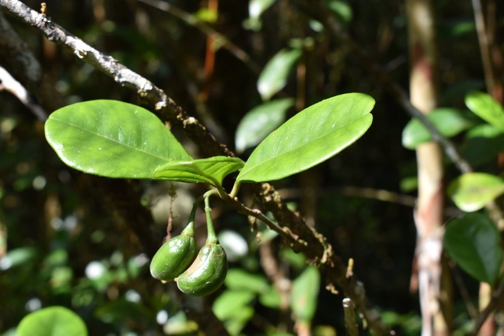 Bois de quivi (fruits) - Turraea cadetii - MELIACEAE - Endémique Réunion