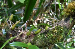Bulbophyllum Bernadettae Castillon ? prête à fleurir 