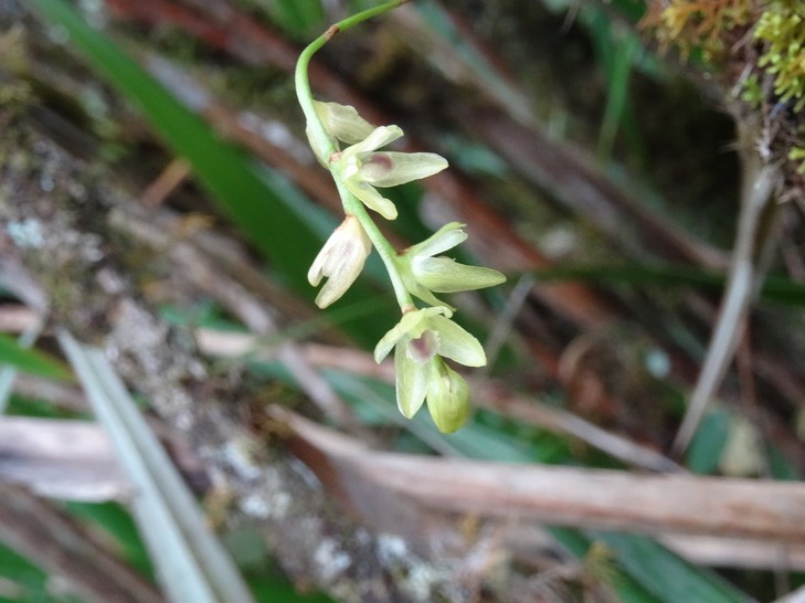 Bulbophyllum minutum - EPIDENDROIDEAE - Indigène Réunion