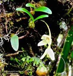 Bulbophyllum minutum . orchidaceae .P1590395