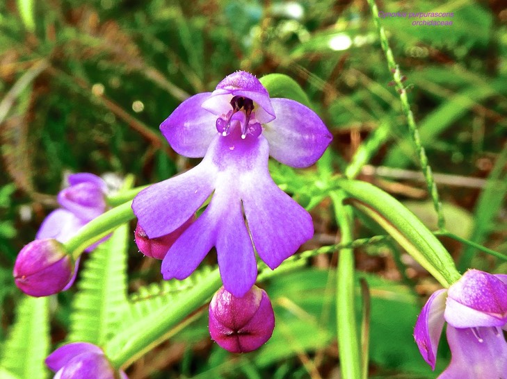 Cynorkid purpurascens .orchidaceae P1590622