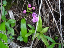 Cynorkis purpurascens - ORCHIDOIDEAE - Indigène Réunion