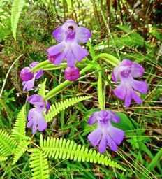 Cynorkis purpurascens . orchidaceae .P1590619